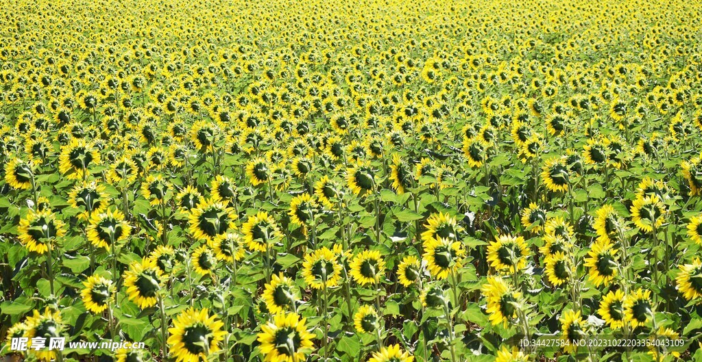 向日葵花海
