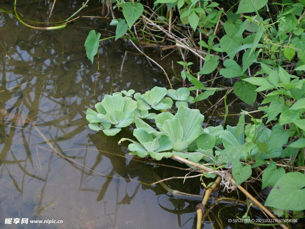 水面植物