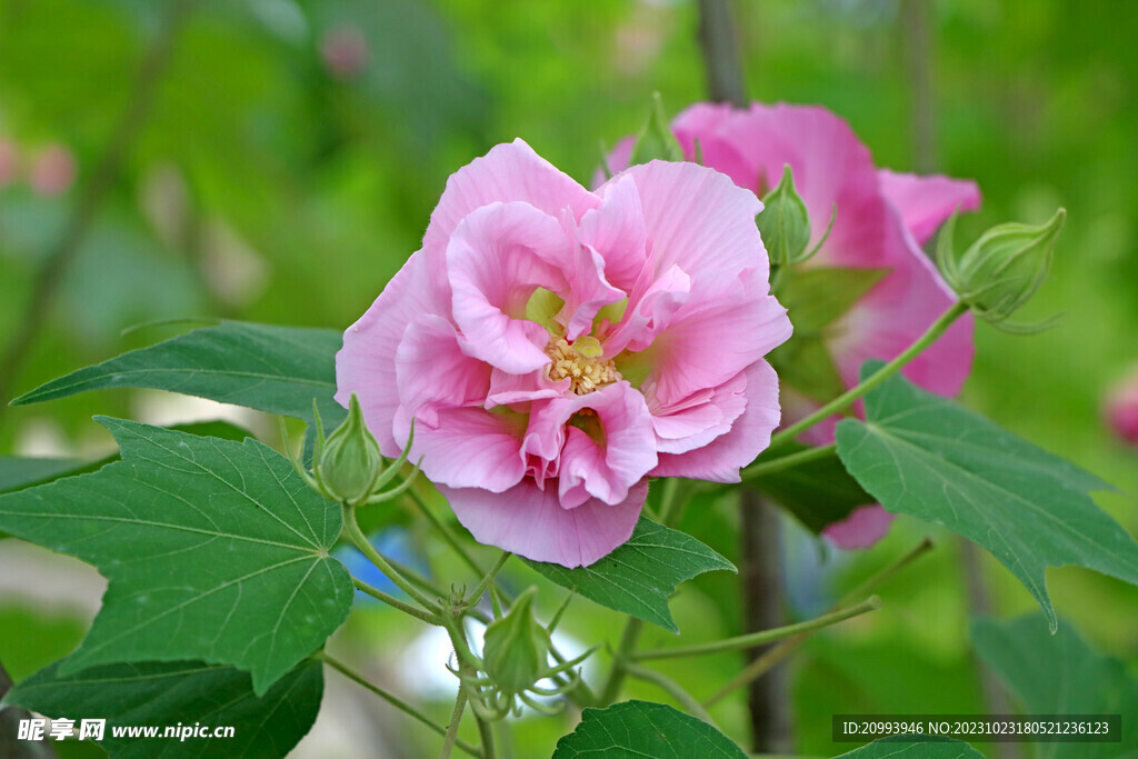 粉色木芙蓉花