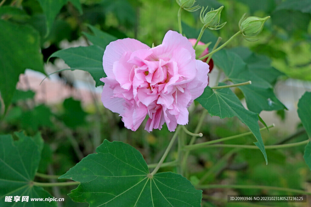 粉色木芙蓉花