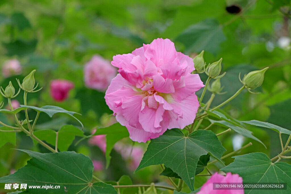 粉色木芙蓉花