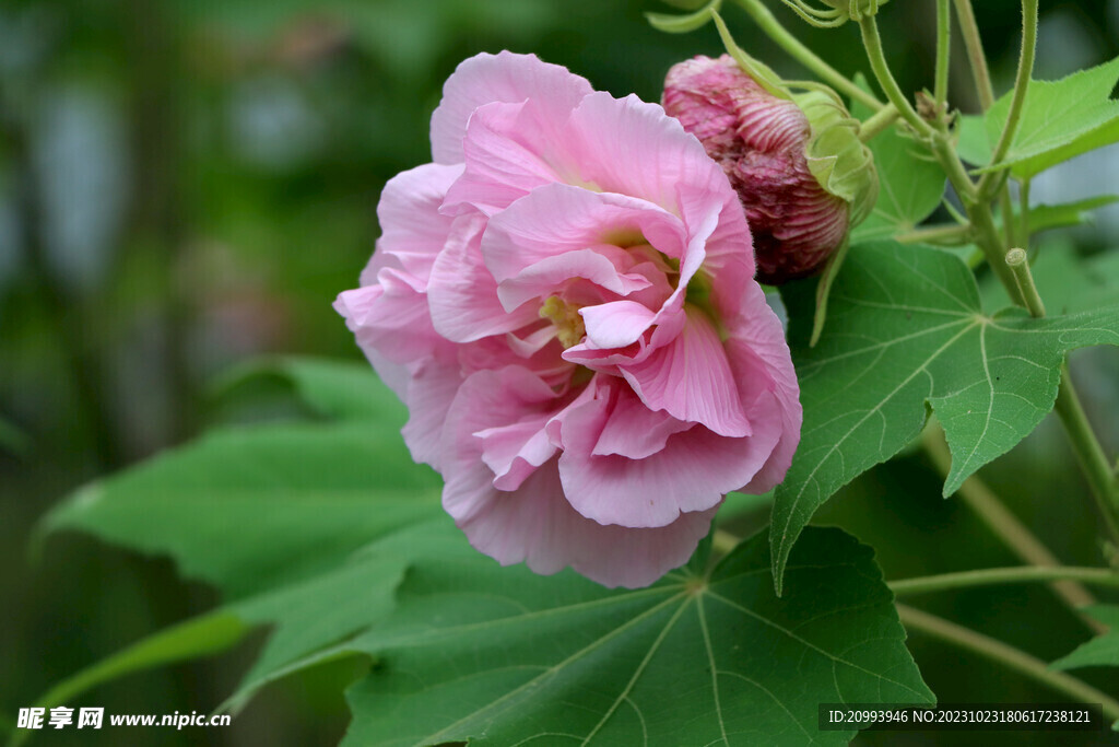 粉色木芙蓉花