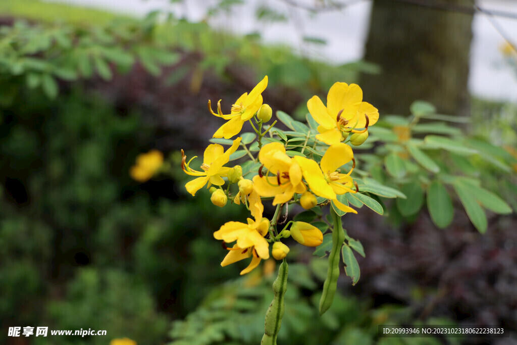 黄槐决明花