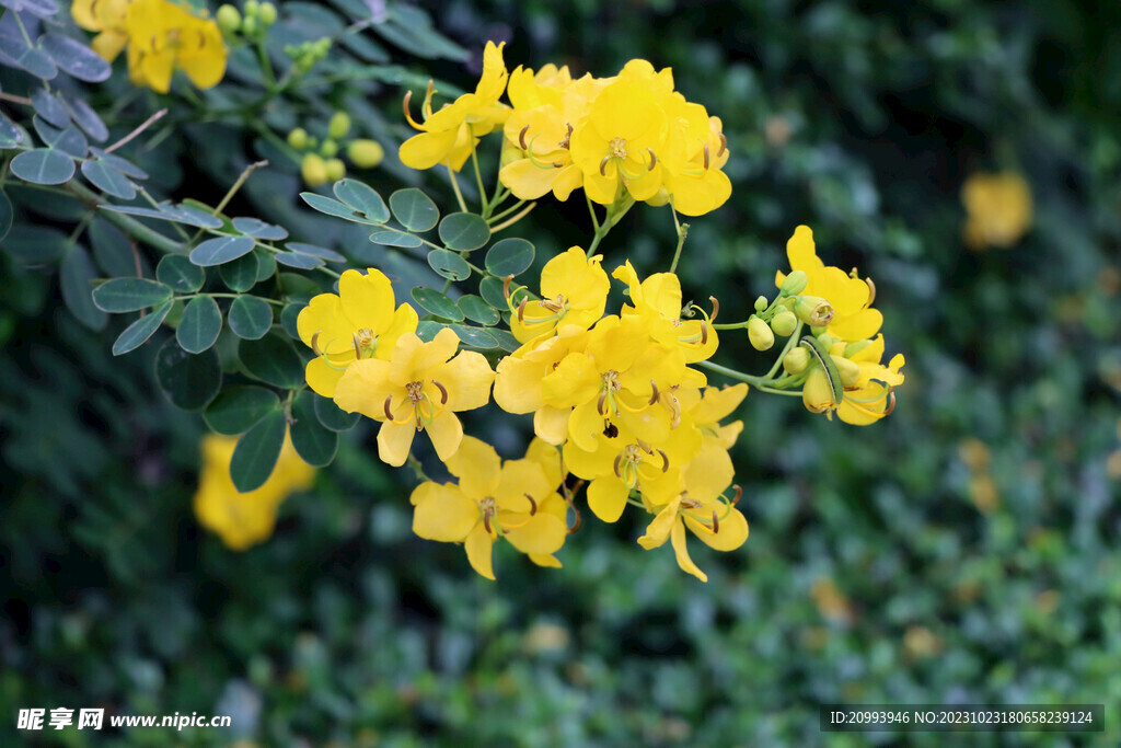 黄槐决明花