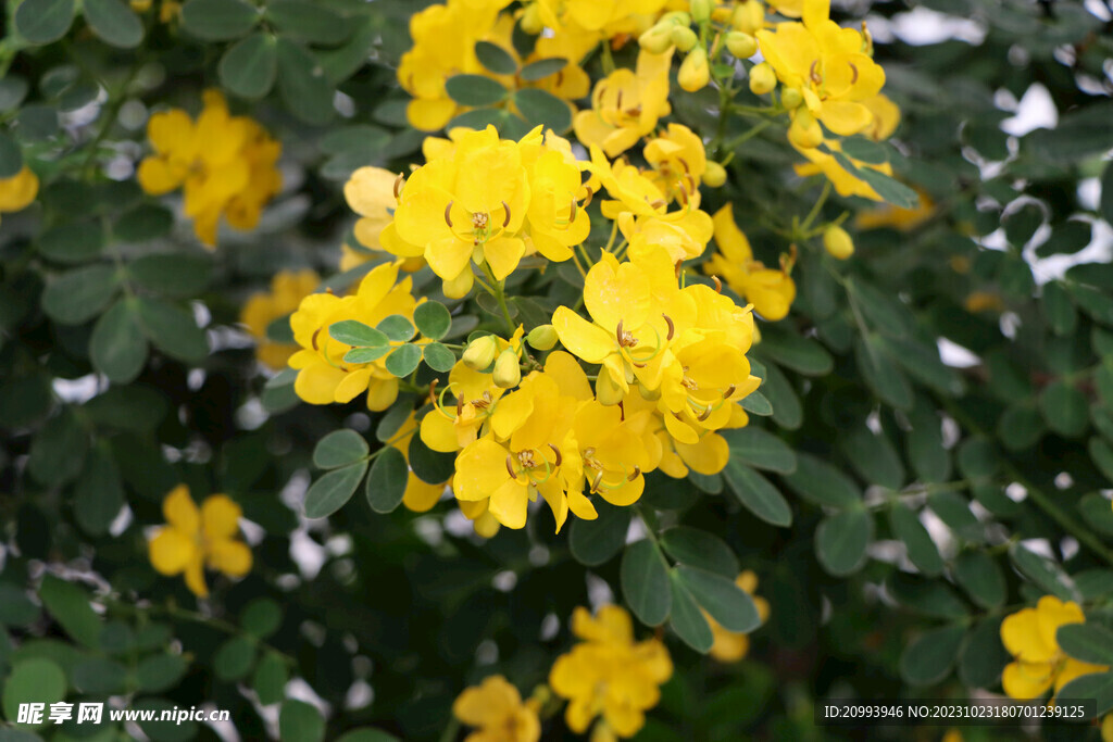 黄槐决明花