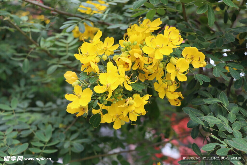 黄槐决明花