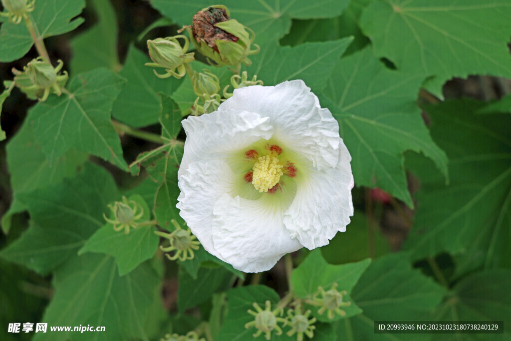 白色木芙蓉花
