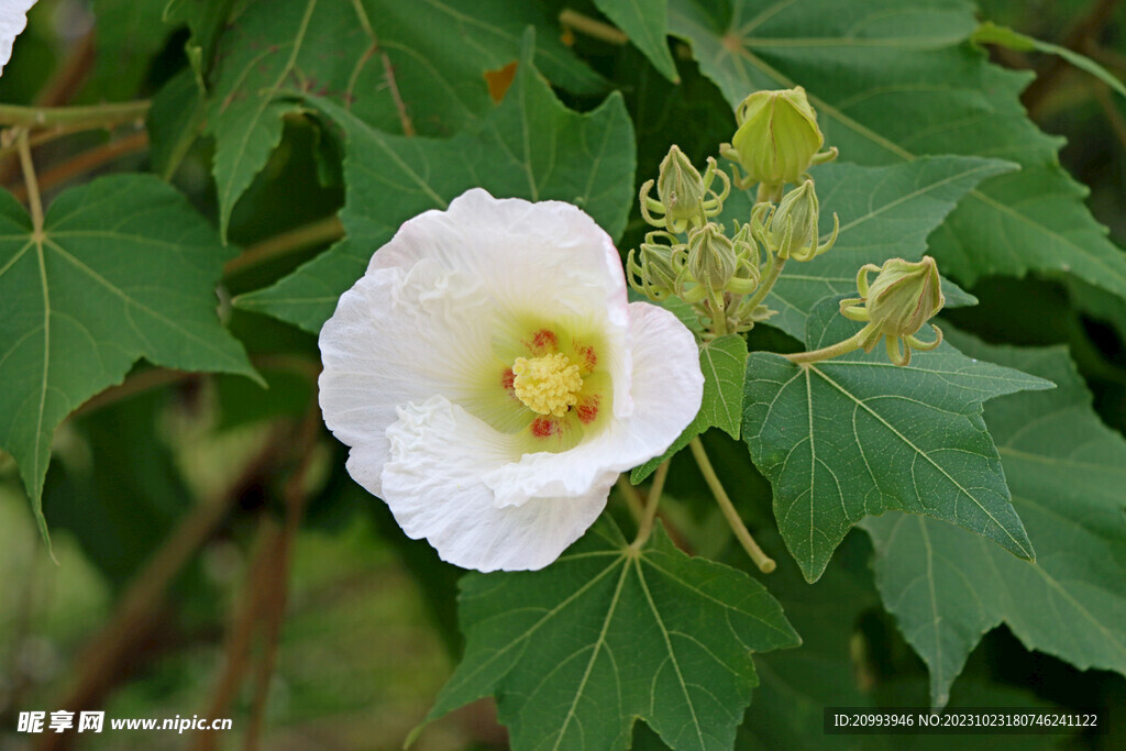 白色木芙蓉花