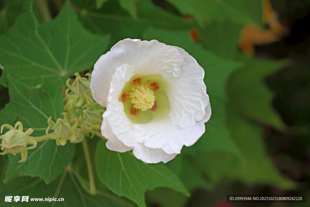 白色木芙蓉花