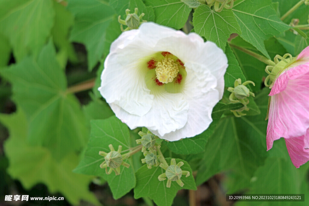 白色木芙蓉花