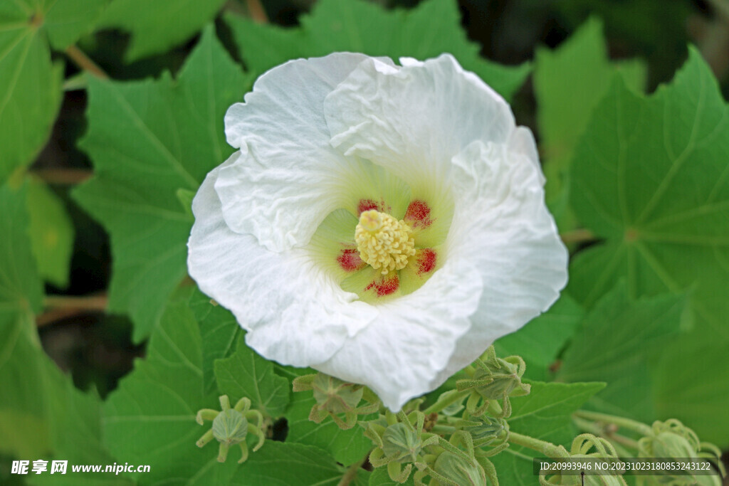白色木芙蓉花