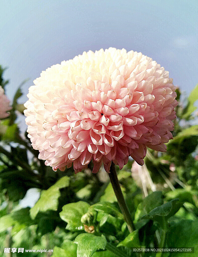 芳香菊花