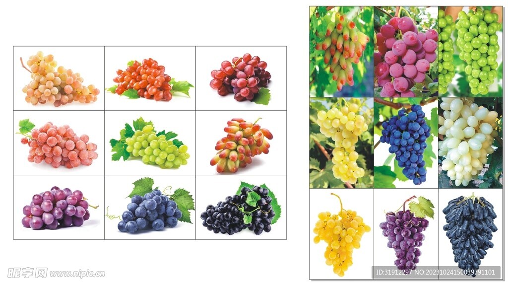 葡萄