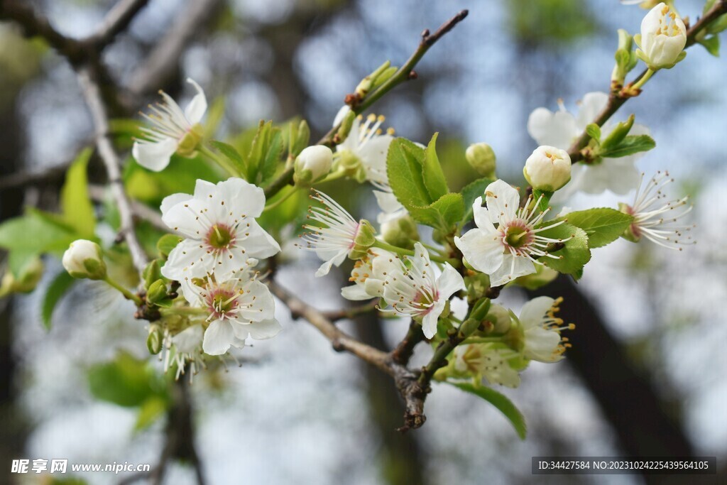 白色樱花