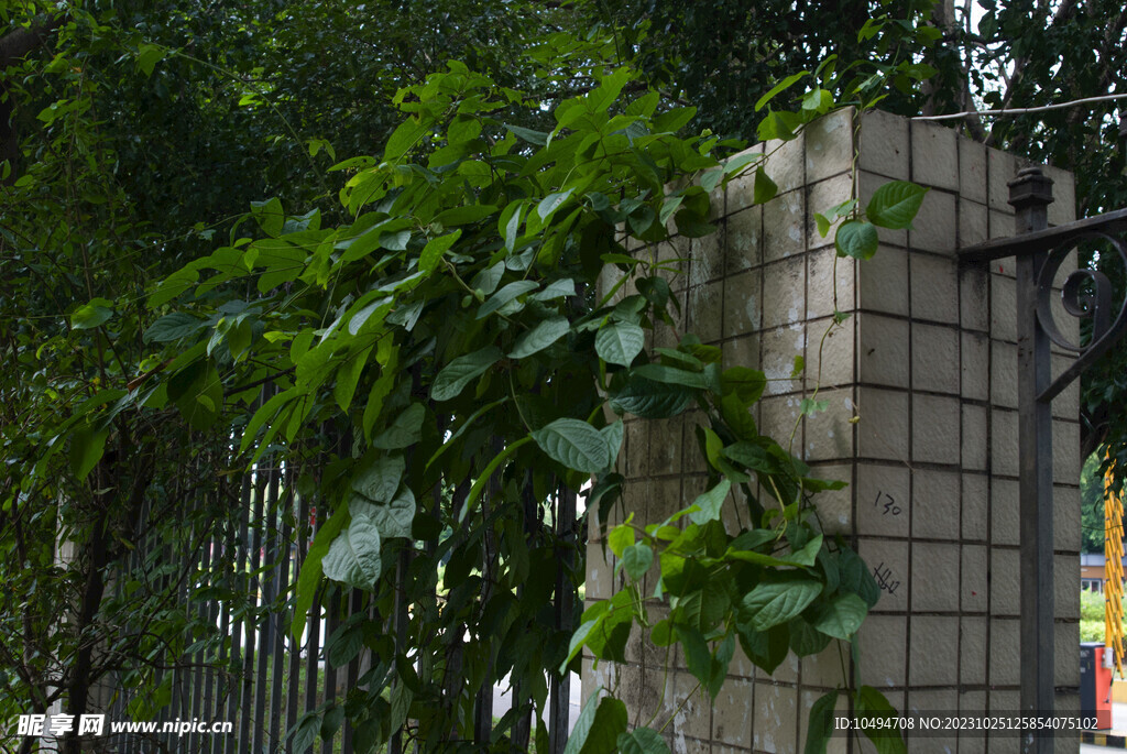 围墙藤蔓
