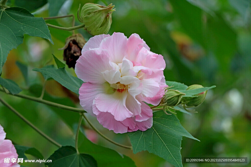 粉色木芙蓉花
