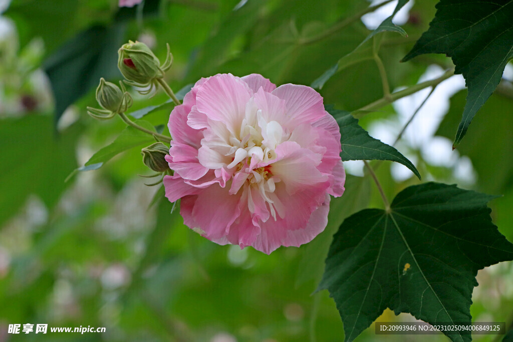 粉色木芙蓉花