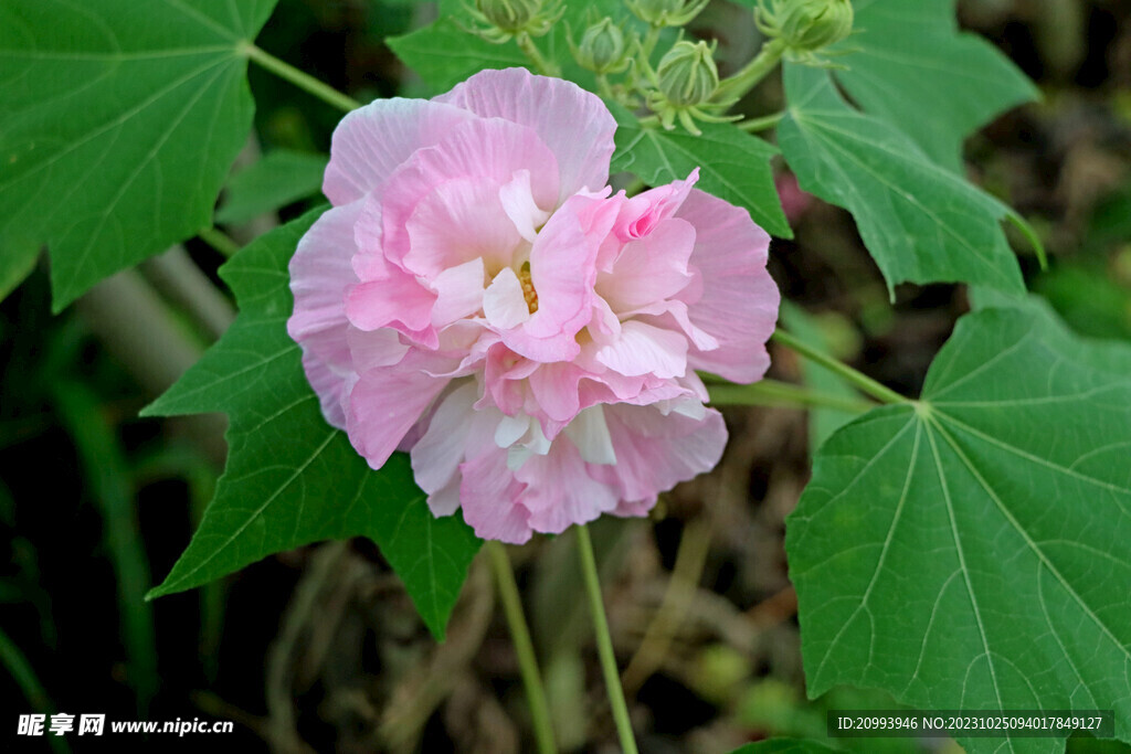 粉色木芙蓉花