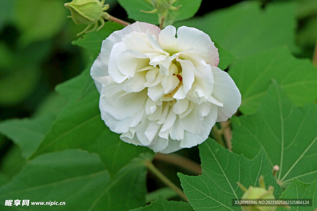 白色木芙蓉花