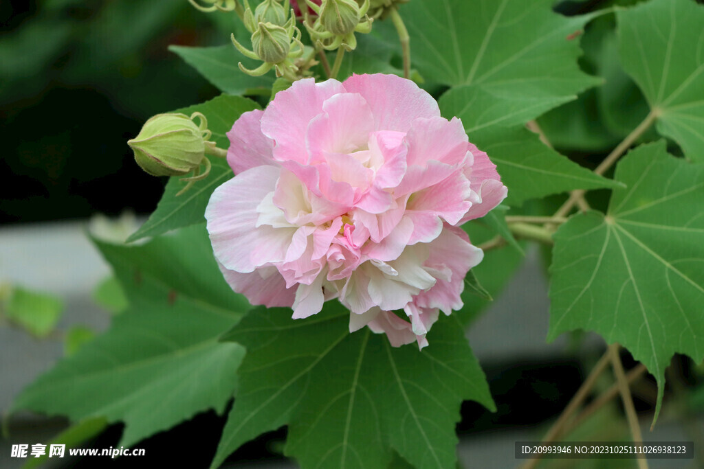 粉色木芙蓉花