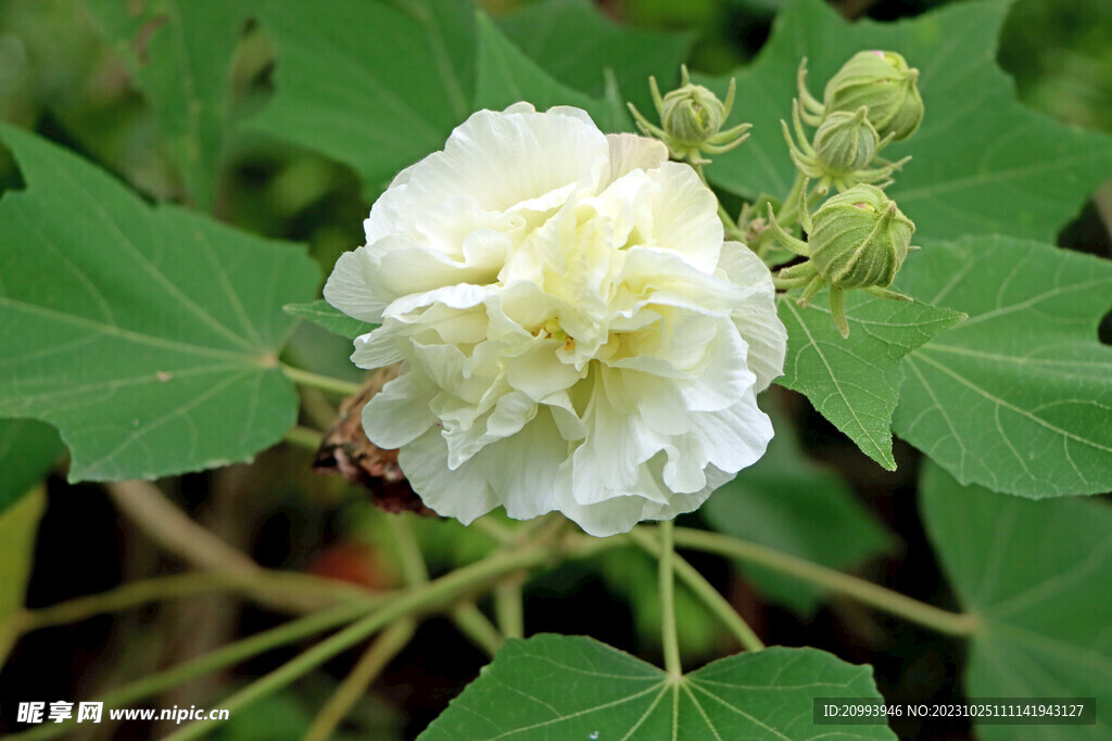 白色木芙蓉花