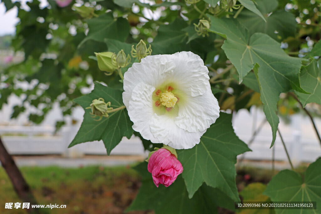 白色木芙蓉花
