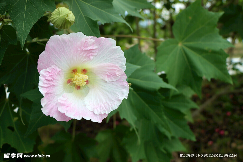 粉色木芙蓉花