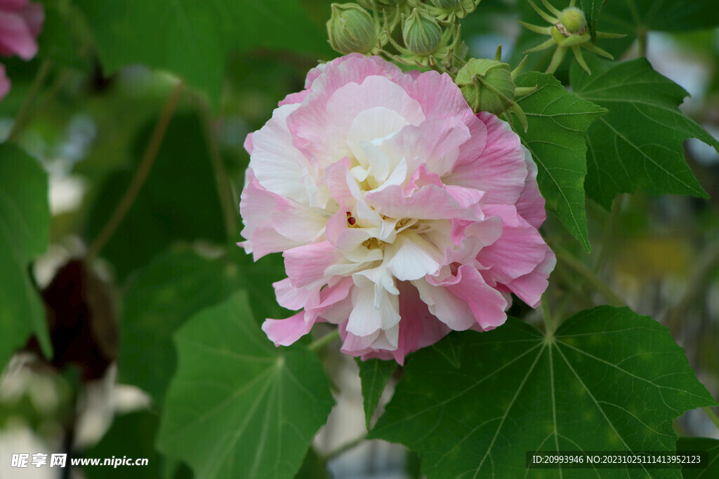 粉色木芙蓉花