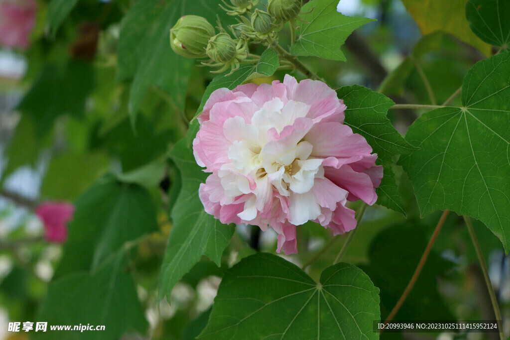 粉色木芙蓉花
