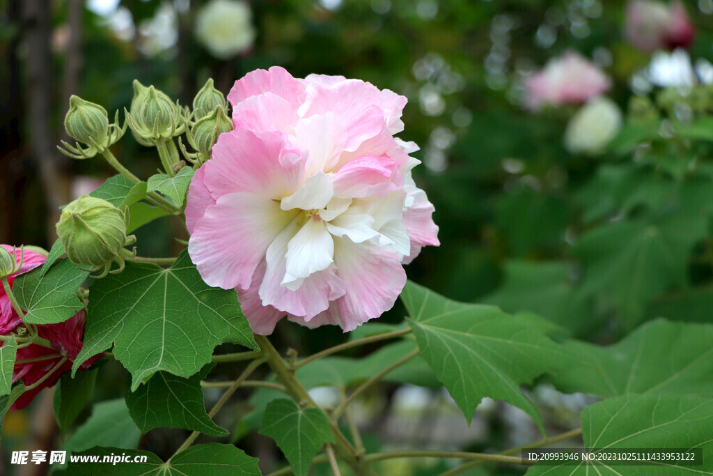 粉色木芙蓉花
