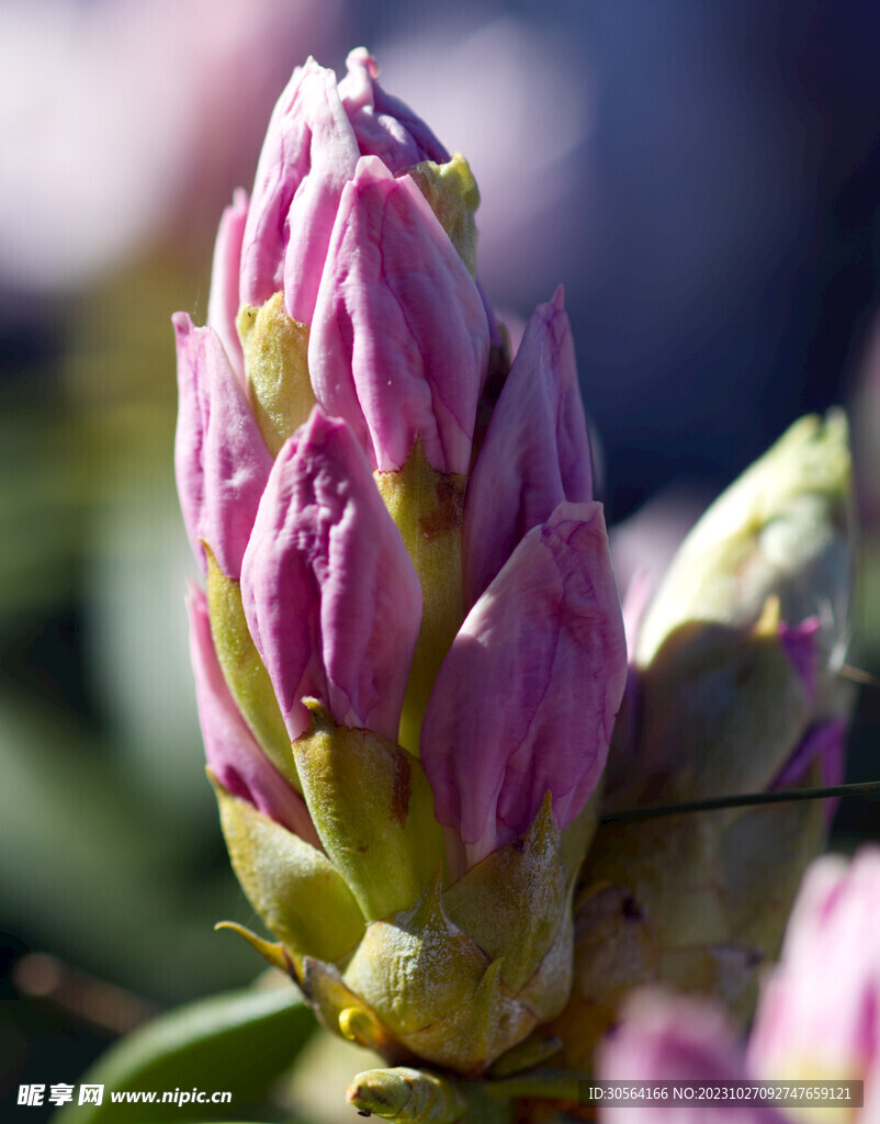 杜鹃花花蕾