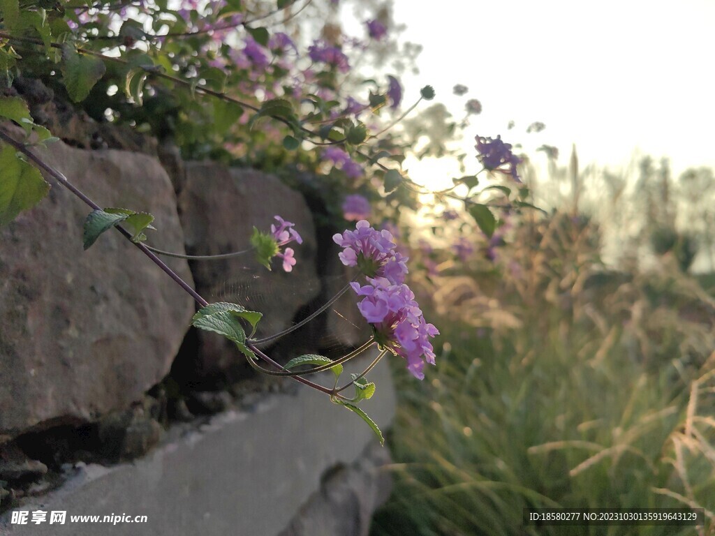 浪漫唯美花朵背景