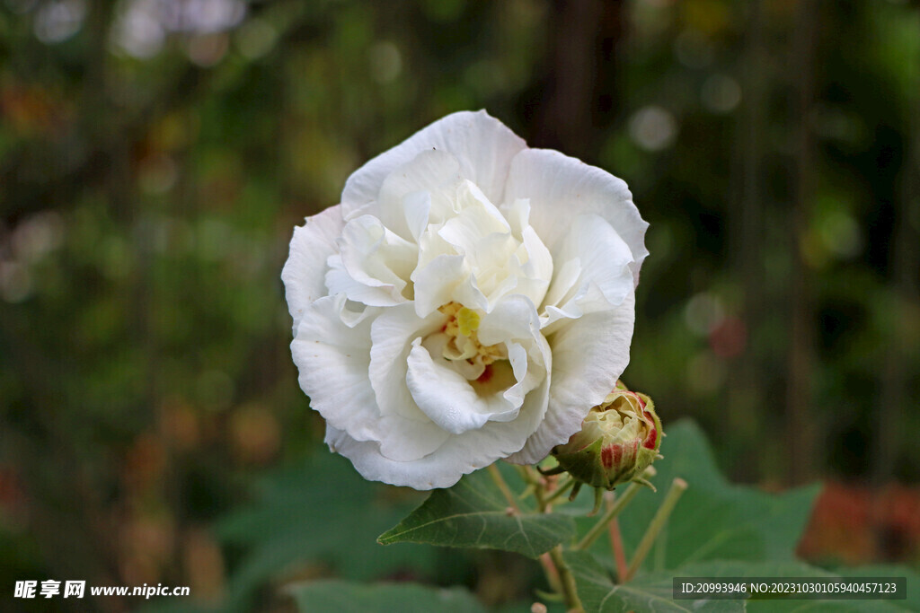 白色木芙蓉花