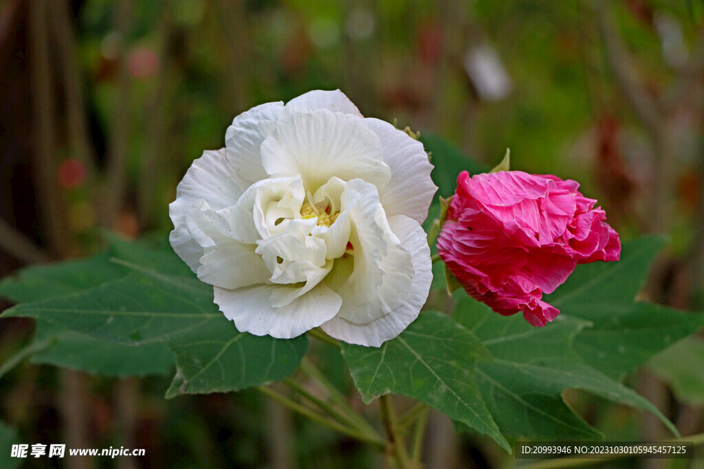 白色木芙蓉花