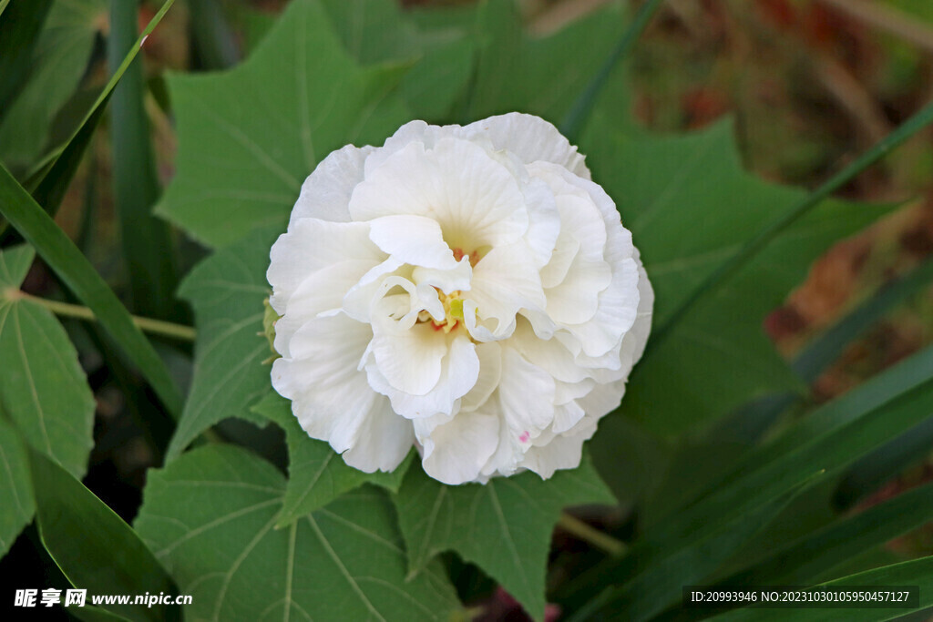 白色木芙蓉花