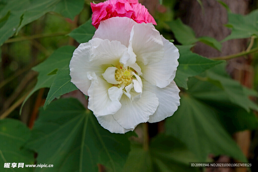 白色木芙蓉