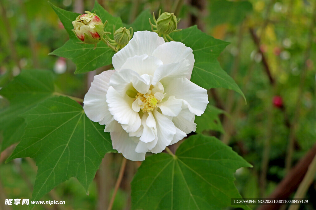白色木芙蓉
