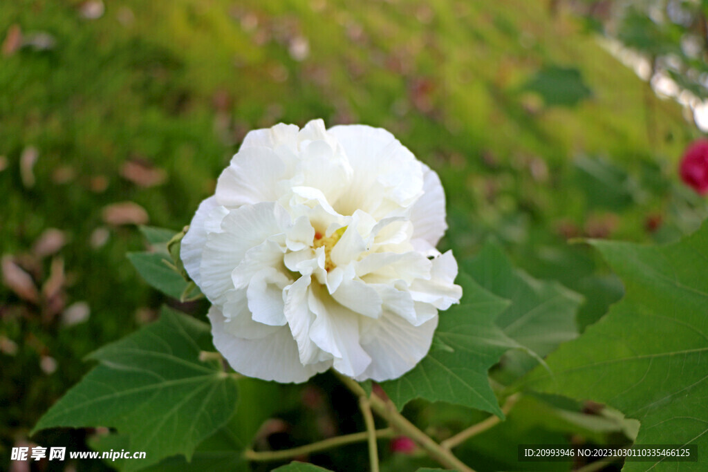 白色木芙蓉花