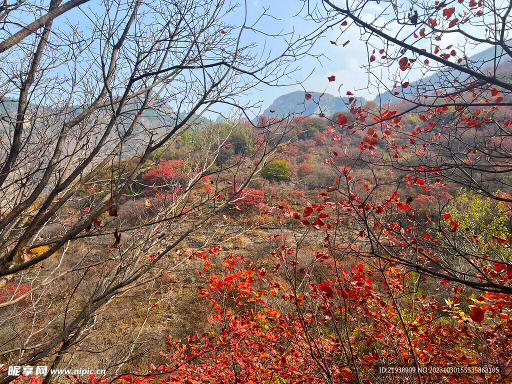 青州天赐山红叶