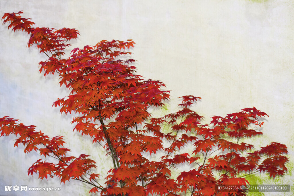 红枫叶