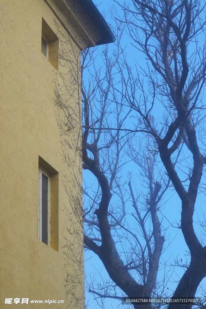 黄色建筑楼和树杆