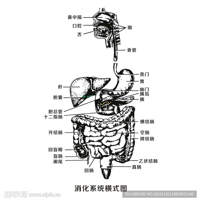 消化系统横式图