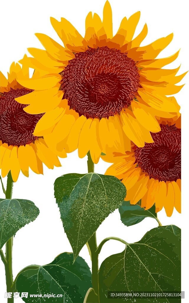 向日葵矢量图