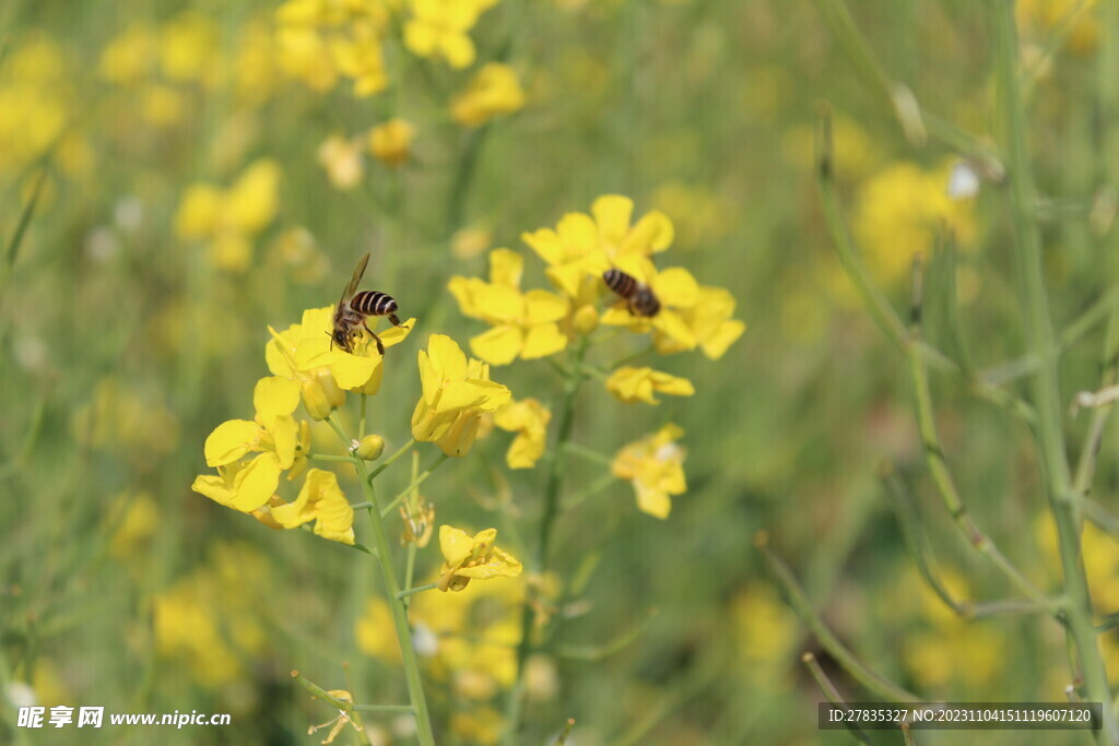 油菜花 小蜜蜂
