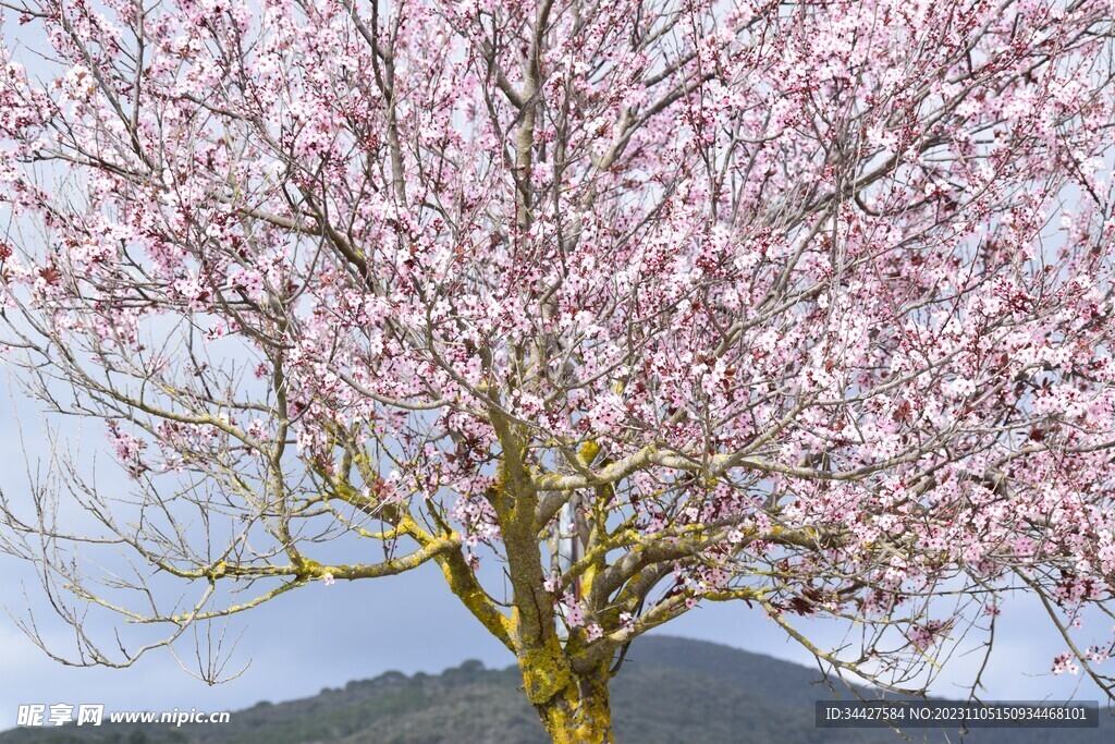 粉色樱花树