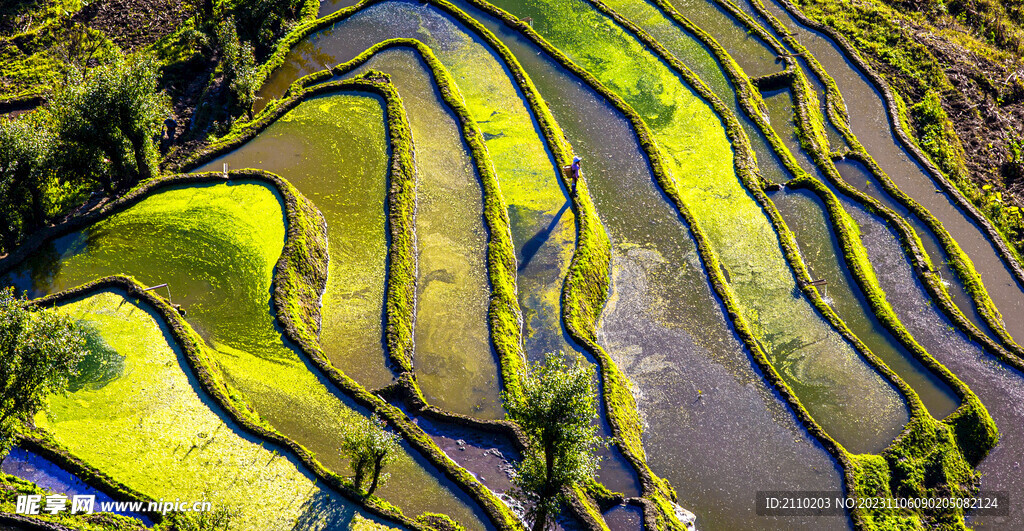 黄金梯田