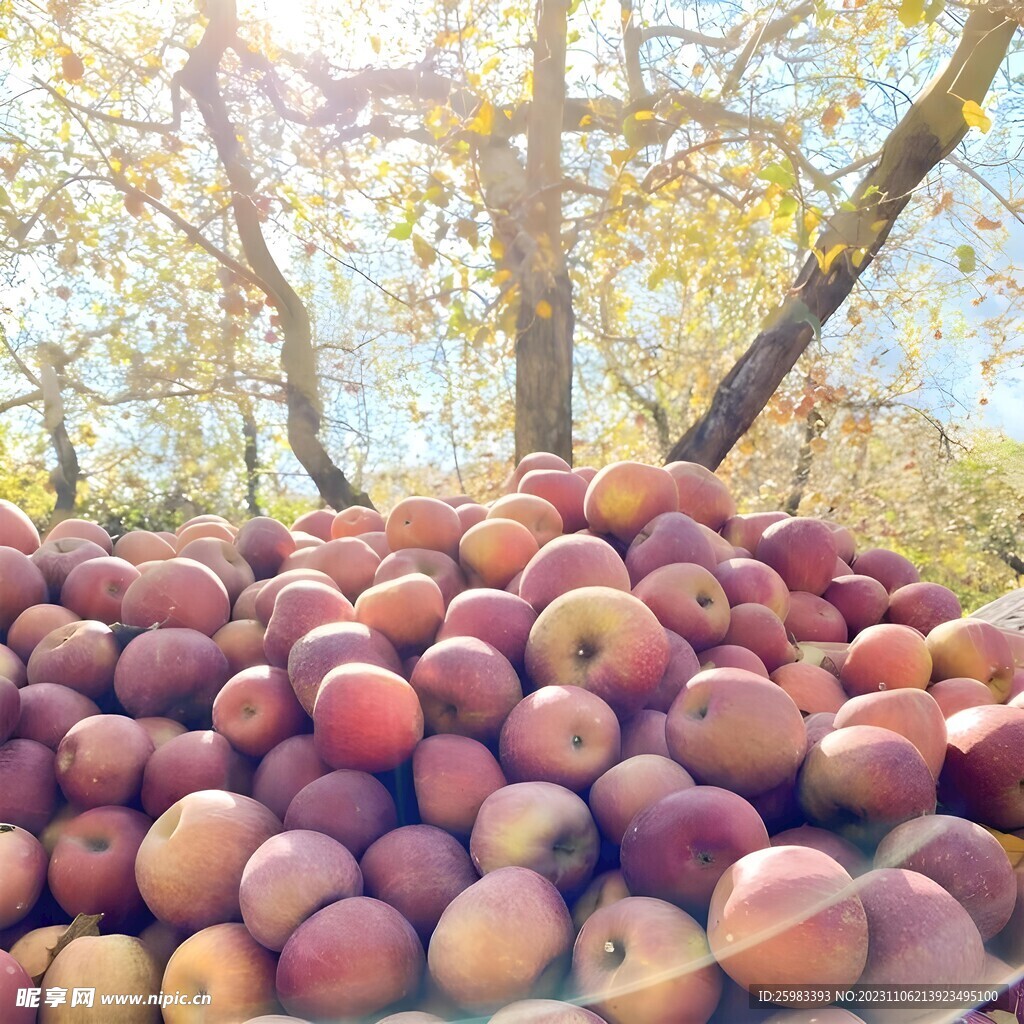红苹果