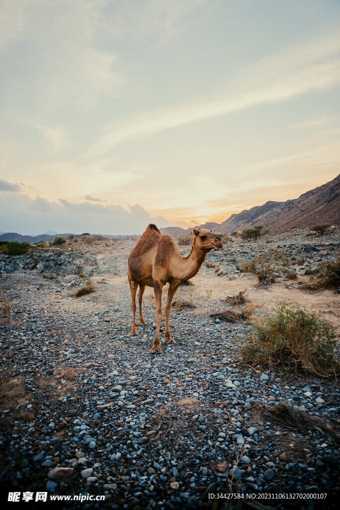 骆驼
