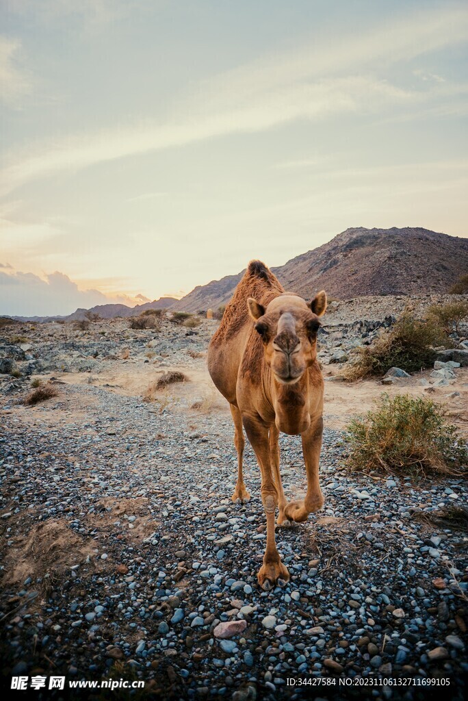 骆驼