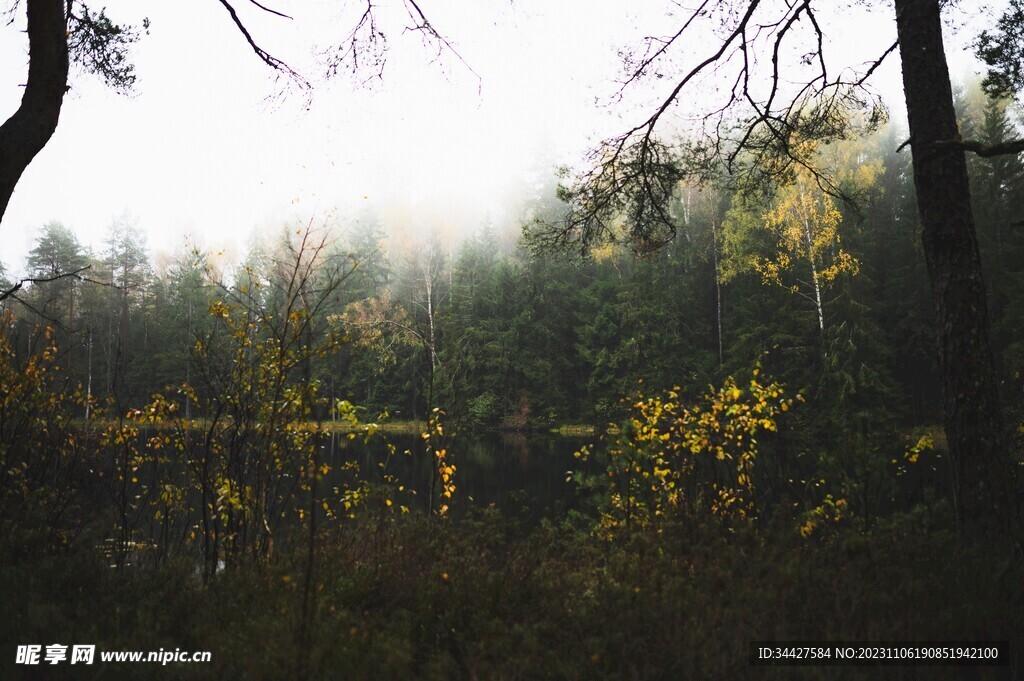 树林湖景